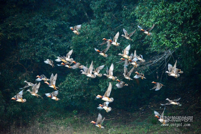 進(jìn)入初冬，大批野生鴛鴦陸續(xù)飛抵江西婺源縣賦春鎮(zhèn)鴛鴦湖越冬，小精靈們?cè)诤嫔匣蛳嗷ヒ蕾恕⑶淝湮椅?；或隨波逐流、嬉戲打鬧，悠閑自在生活在青山綠水之間，優(yōu)良的水域和豐富的湖畔闊葉林，為鴛鴦過(guò)冬提供良好生存環(huán)境，婺源鴛鴦湖已成為亞洲最大的野生鴛鴦越冬棲息地。（攝于12月4日下午）