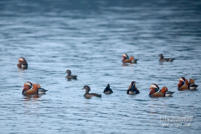進(jìn)入初冬，大批野生鴛鴦陸續(xù)飛抵江西婺源縣賦春鎮(zhèn)鴛鴦湖越冬，小精靈們?cè)诤嫔匣蛳嗷ヒ蕾?、卿卿我我；或隨波逐流、嬉戲打鬧，悠閑自在生活在青山綠水之間，優(yōu)良的水域和豐富的湖畔闊葉林，為鴛鴦過(guò)冬提供良好生存環(huán)境，婺源鴛鴦湖已成為亞洲最大的野生鴛鴦越冬棲息地。（攝于12月4日下午）