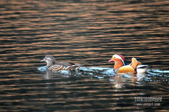 進(jìn)入初冬，大批野生鴛鴦陸續(xù)飛抵江西婺源縣賦春鎮(zhèn)鴛鴦湖越冬，小精靈們?cè)诤嫔匣蛳嗷ヒ蕾?、卿卿我我；或隨波逐流、嬉戲打鬧，悠閑自在生活在青山綠水之間，優(yōu)良的水域和豐富的湖畔闊葉林，為鴛鴦過(guò)冬提供良好生存環(huán)境，婺源鴛鴦湖已成為亞洲最大的野生鴛鴦越冬棲息地。（攝于12月4日下午）